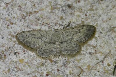 Idaea seriata