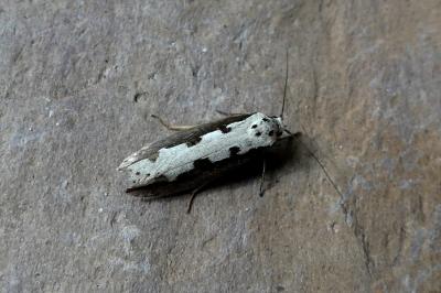 Ethmia bipunctella