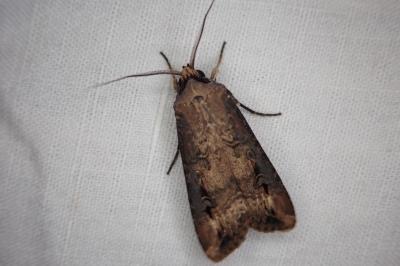Agrotis ipsilon