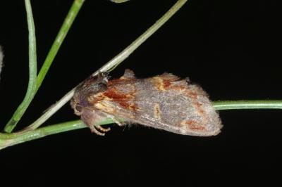 Notodonta dromedarius