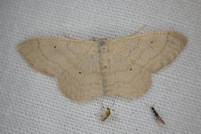 Idaea straminata