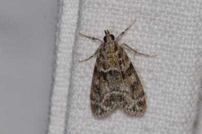 Eudonia mercurella