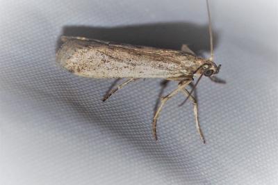 Phycitodes inquinatella
