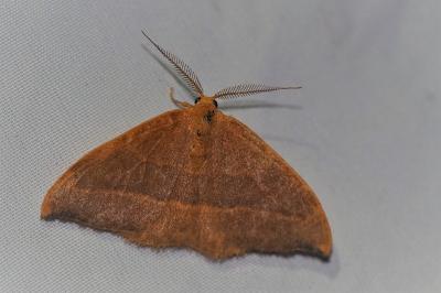 Watsonalla cultraria