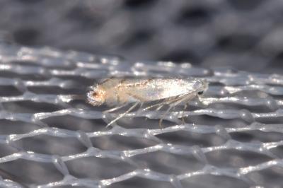 Phyllonorycter harrisella