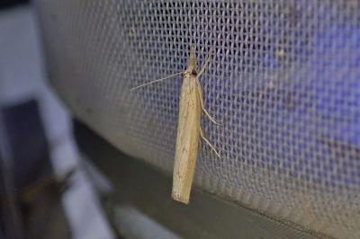 Pediasia contaminella