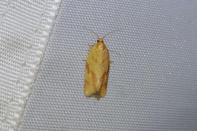 Clepsis pallidana
