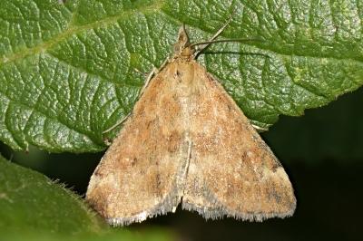 Pyrausta despicata