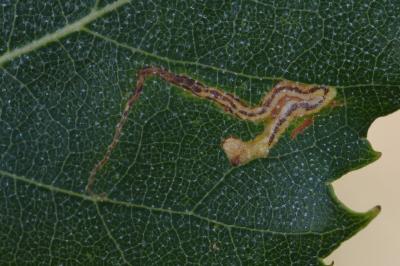 Stigmella betulicola