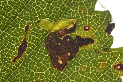 Stigmella viscerella