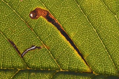 Bucculatrix ulmifoliae