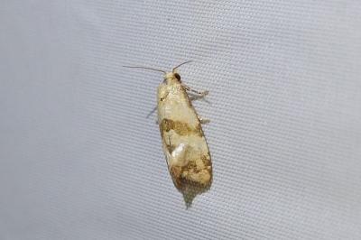 Phalonidia contractana