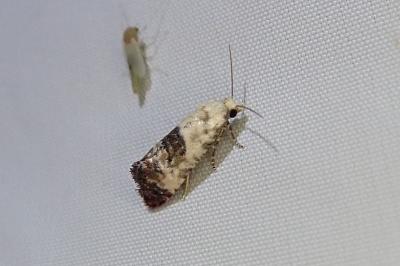 Cochylis posterana