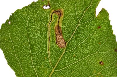 Stigmella trimaculella