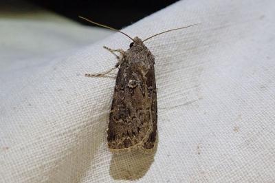 Agrotis bigramma
