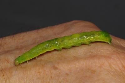 Phlogophora meticulosa