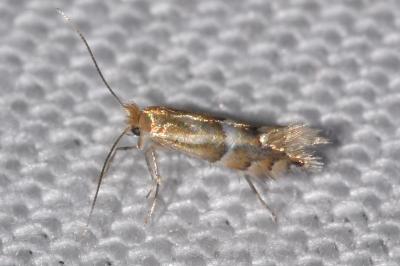 Phyllonorycter ulmifoliella