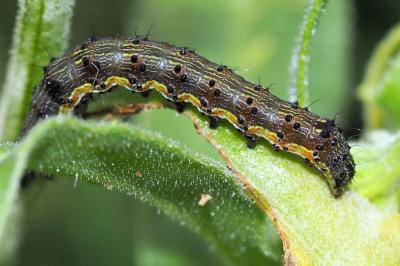 Helicoverpa armigera