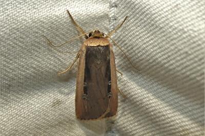 Ochropleura leucogaster