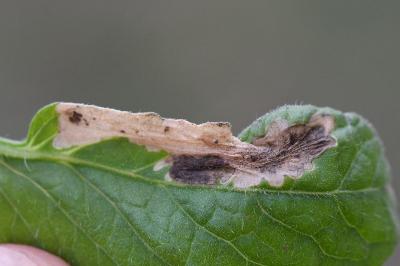 Tuta absoluta