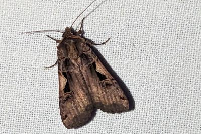 Xestia c-nigrum