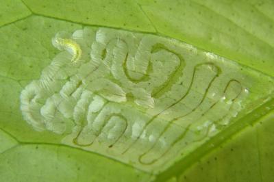 Phyllocnistis citrella