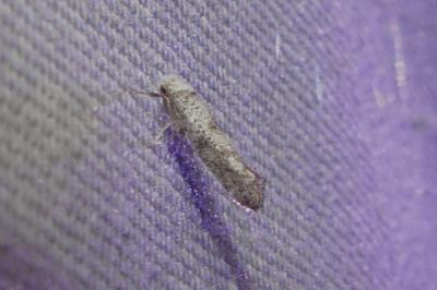 Paraswammerdamia albicapitella