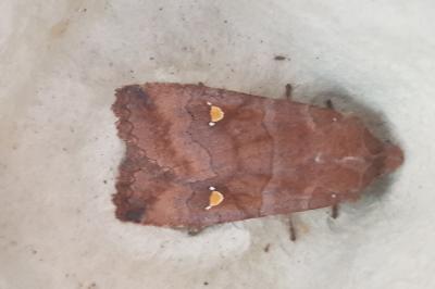 Eupsilia transversa