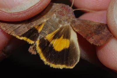 Noctua janthina