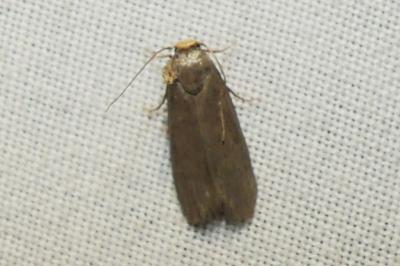 Achroia grisella