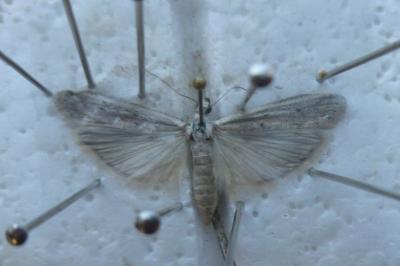 Homoeosoma nebulellum
