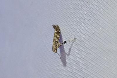 Gracillaria syringella