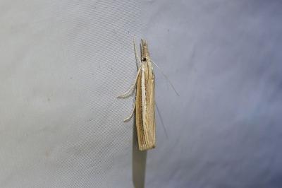 Agriphila selasella