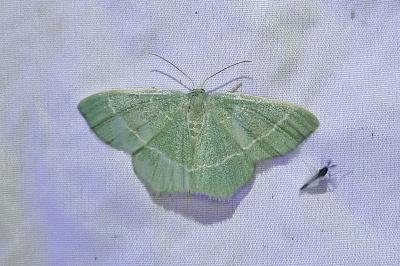 Chlorissa viridata