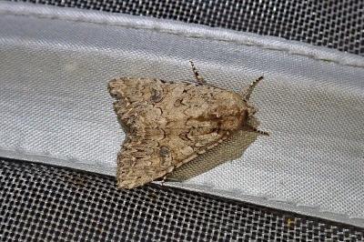Anarta trifolii