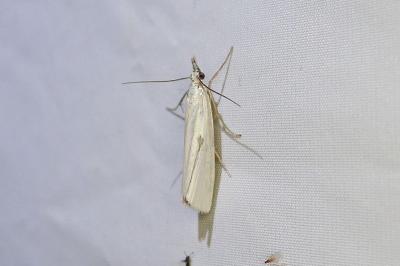 Crambus perlellus