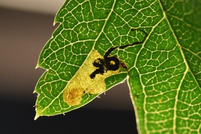Stigmella hybnerella