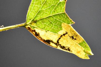 Stigmella regiella