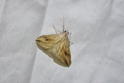 Evergestis forficalis
