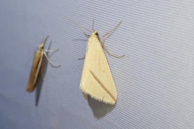 Rhodometra sacraria