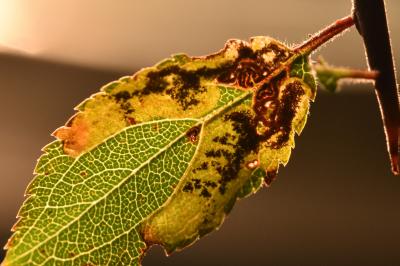 Ectoedemia spinosella