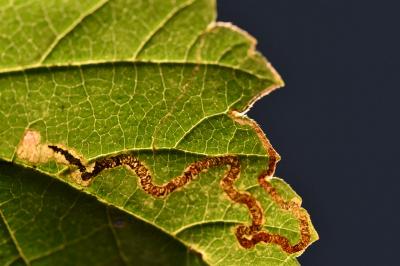 Stigmella ulmivora
