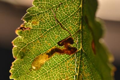 Stigmella ulmivora