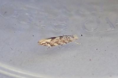 Phyllonorycter comparella