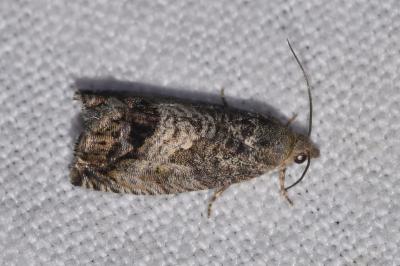 Cydia splendana