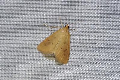 Achyra nudalis