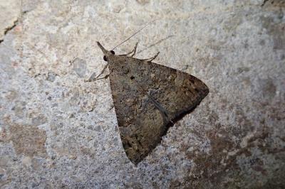 Hypena obsitalis