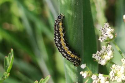 Depressaria daucella