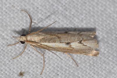 Agriphila geniculea