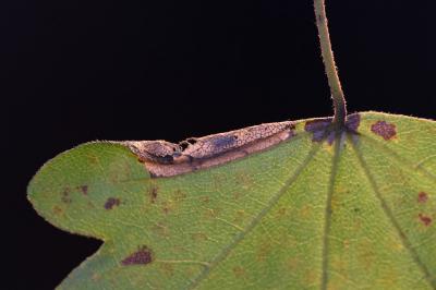 Phyllonorycter acerifoliella